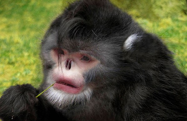Khỉ hắt xì có chiếc mũi rất kỳ lạ