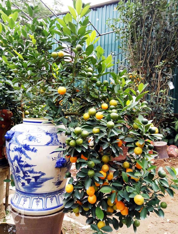 Mặc dù gần 2 tháng nữa mới đến Tết nhưng những chậu quất bonsai đã cho quả chín vàng. Khoảng hơn 1 tháng nữa tất cả các cây quất sẽ ra lộc, hoa, như vậy khi chậu quất đến với các gia đình chơi thì có đủ luôn: quả chín, xanh, hoa và lộc.