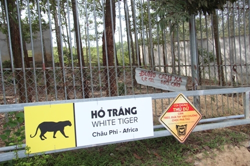 Tận mắt xem nơi ở của hổ trắng vồ đứt tay du khách tại Nghệ An - Ảnh 5