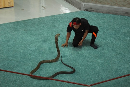 Rợn người xiếc rắn nghệ thuật ở Nha Trang
