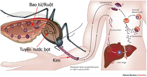 
Bệnh sốt rét để lại những di chứng nặng nề cho sức khỏe (ảnh DN)
