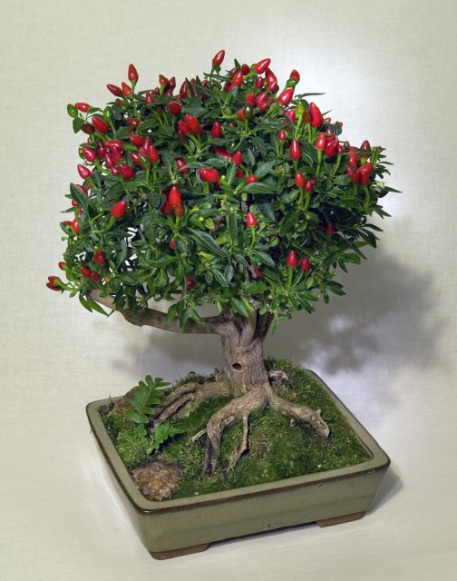 
Cây ớt cũng có thể thành bonsai
