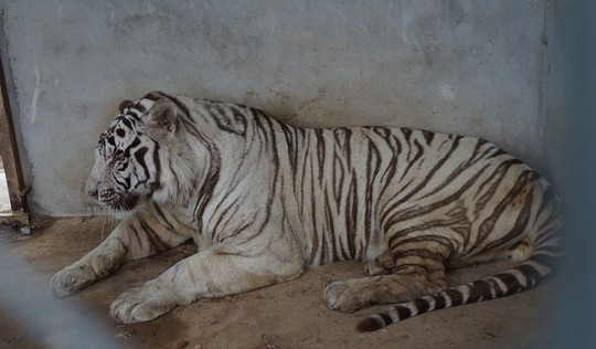 Hổ trắng nằm trong khu nuôi nhốt