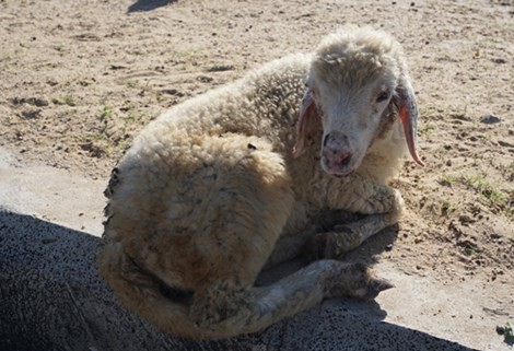 Cừu khuỵ ngã vì nắng nóng, đói, khát phải bỏ đàn.