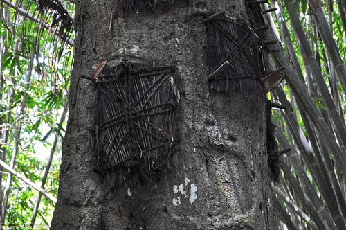 
Đặc biệt, các thi thể trẻ nhỏ được đặt vào trong thân cây theo tư thế đứng vì người Toraja tin rằng làm như vậy chúng sẽ dễ lên thiên đàng hơn.
