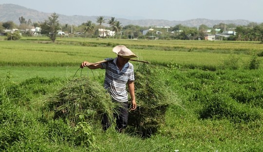 Nhiều nông dân tranh thủ sau cơn mưa cắt cỏ non mọc xanh mướt ven các chân ruộng, làm thức ăn cho gia súc.
