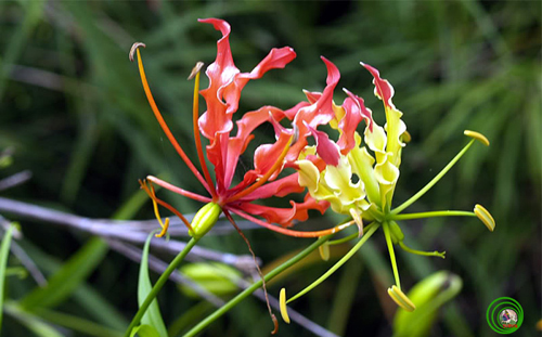 Hình ảnh Những loài hoa cực độc có thể gây chết người tuyệt đối không trồng cảnh số 5