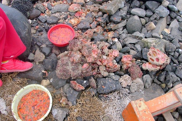 
Pyura Chilensis - một sinh vật biển có vỏ sống trên các mỏm đá dọc bờ biển Chile và Peru.
