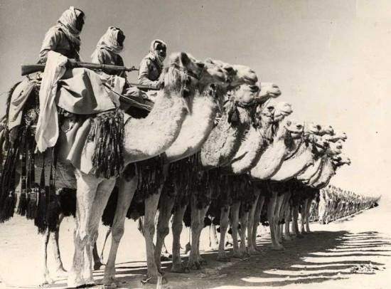 
Các chiến binh Arab thường cưỡi lạc đà trong các cuộc tấn công. Chúng thậm chí còn được trang bị pháo cỡ nhỏ trên lưng.
