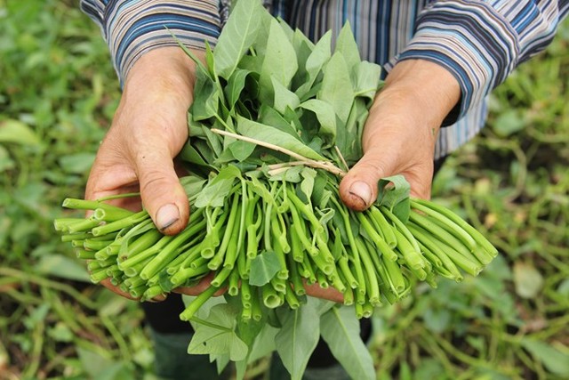 
Rau muống Linh Chiểu có nguồn gốc ở Phúc Thọ, Hà Nội. Rau ít lá, màu xanh ngả trắng, thân to bằng cái đũa, ăn sống có vị giòn, ngọt. Đất trồng rau phải là đất sạch. Rau khi trồng không được bón, tưới nước phân trực tiếp mà phải bằng phân đã phân hủy. (Ảnh: Ngọc Lan)
