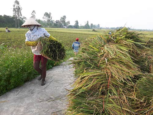 Gồng gách lúa về.