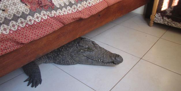 
Con cá sấu nặng 136kg chui ra khỏi gầm giường.
