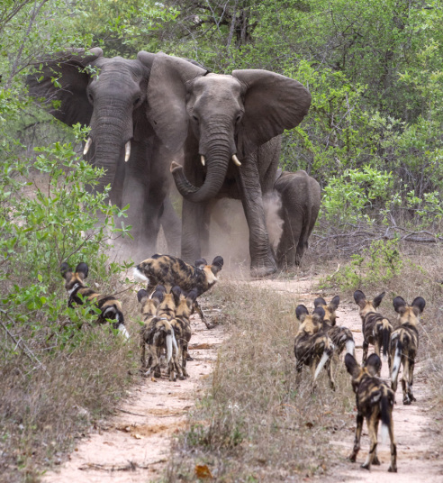 Đàn voi đối đầu với đàn cho hoang trong vườn quốc gia Kruger, Nam Phi.