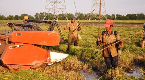 
Mặc cho máy gặt lúa đang lao tới, những thợ săn vẫn đứng phía trước để chích điện.
