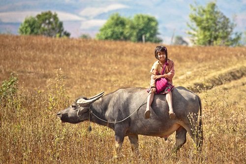 
Nhiều đứa trẻ trên thế giới không được đi học bằng xe hơi hay xe buýt. Ở một số vùng Myanmar, những đứa trẻ chỉ có trâu làm bạn đồng hành tới trường
