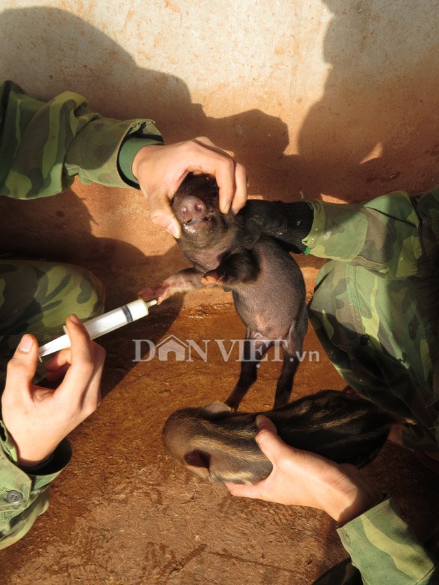 
Hai chiến sỹ biên phòng chăm sóc những chú lợn con mới sinh.
