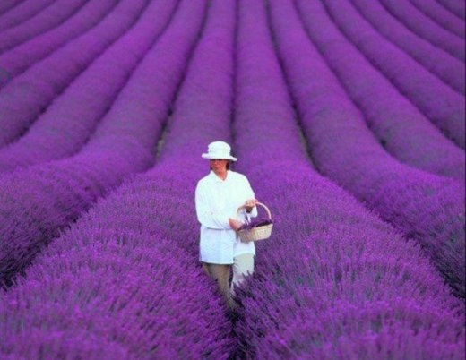 Cánh đồng hoa ở Provence, Pháp