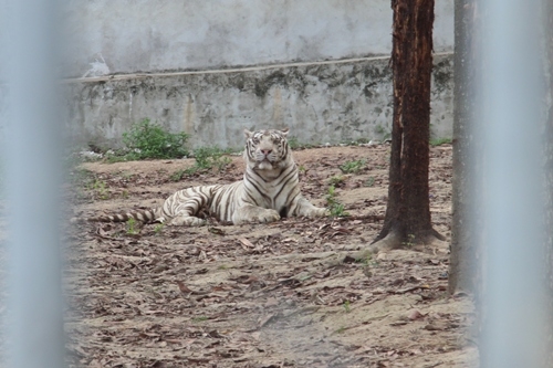 Tận mắt xem nơi ở của hổ trắng vồ đứt tay du khách tại Nghệ An - Ảnh 6