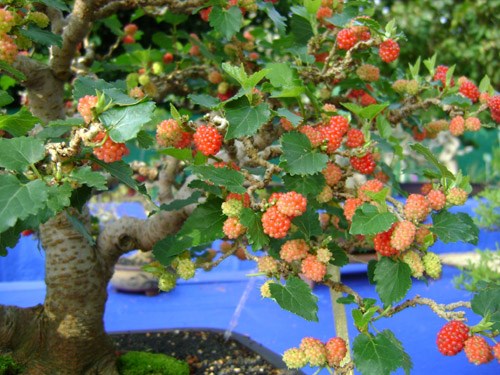 
Bonsai dâu tằm
