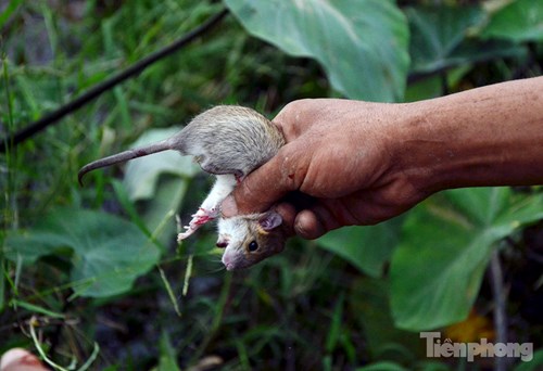 
Chuột đồng thường nhỏ hơn chuột sống trong thành phố, các khu dân cư.
