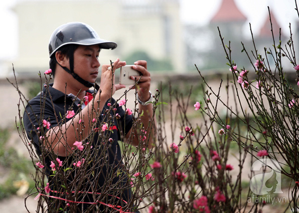 
Nhiều khách qua đường bất ngờ trước đào Nhật Tân được bày bán trước Tết hơn 1 tháng trời.
