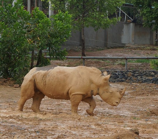Tê giác được nuôi nhốt tại trang trại.