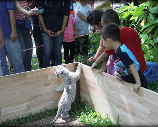 tại đây mọi người có nhu cầu chụp ảnh đều phải đăng kí với người hướng dẫn để tránh cảnh tượng chen lấn gây rối trật tự khu vực chụp ảnh lưu niệm.
Để đảm bảo an toàn cho chú hổ này, khách muốn chụp ảnh phải đáp ứng các yêu cầu: chỉ được đến gần, không được chạm vào hổ. Quan trọng nhất là phải tuân theo sự hướng dẫn của nhân viên thì mới được vô khu vực chụp ảnh.