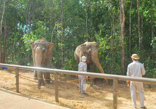 
2 con voi châu Á này ăn khoảng 300 kg thức ăn mỗi ngày.
