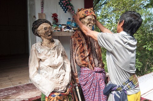 
Người Toraja còn có một nghi lễ mang tên Ma’Nene diễn ra 3 năm 1 lần để tưởng nhớ người đã khuất. Họ đào mộ, lấy xác rồi tắm, mặc quần áo, trang điểm rồi cho người chết diễu hành quanh làng.
