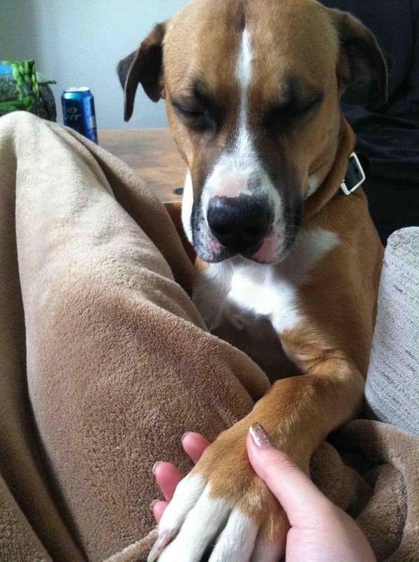 Những khoảnh khắc đáng yêu giữa con người và chó là niềm hạnh phúc không thể tả được. Hãy xem ảnh nắm tay chó này để cảm nhận được tình yêu và sự trung thành của loài vật tuyệt vời này.
