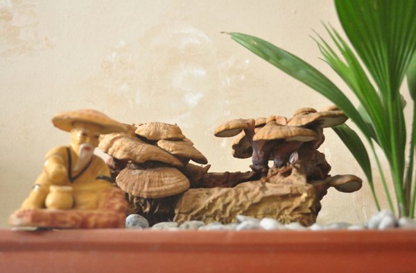 nam-linh-chi-bonsai-hinh-anh-6