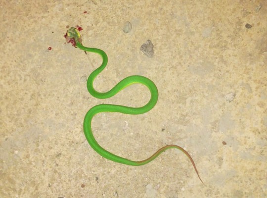 Một con rắn lục đuôi đỏ bị người dân đập chết