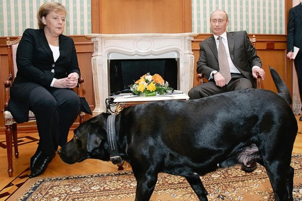 
Bà Merkel thực sự rất rất sợ chó. Và đây là nét mặt lo lắng của bà khi ngồi cùng Tổng thống Nga Putin và chú chó Koni của ông.
