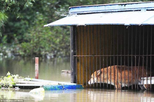 nga: giai cuu gau nau dang thuong do so thu ngap lut - 6