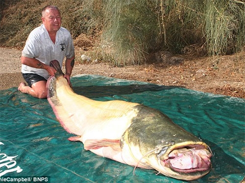 Mất 7 năm săn đuổi, ông Bernie Campbell quê ở Oxton, Merseyside - Anh mới tìm thấy con cá trê hiếm dài tới gần 2,5m nói trên.