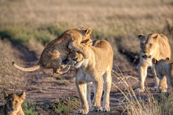 
Bức ảnh ghi lại khoảnh khắc chú sư tử nghịch ngợm leo lên đầu mẹ tại vườn quốc gia Naboisho Conservancy, châu Phi cũng là một trong những bức ảnh được đánh giá cao tại cuôc thi năm nay. (Tác giả: Marja Schwartz)
