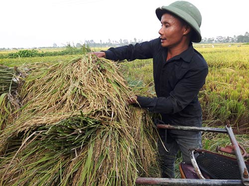 Xe chất đầy lúa.