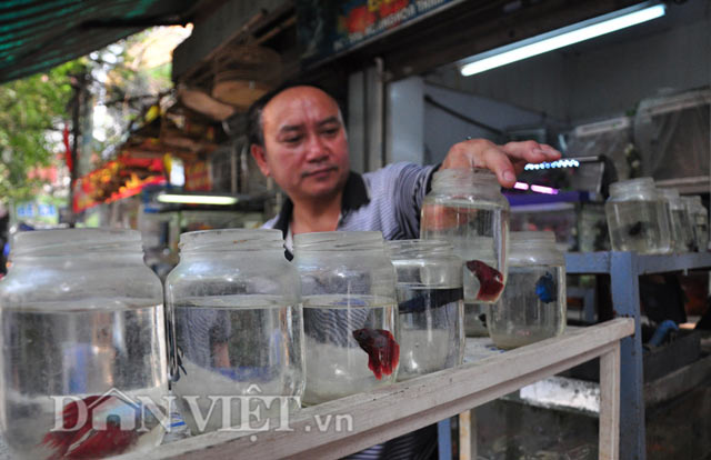 
“Mấy năm gần đây ở Việt Nam cá chọi khá nhiều nên giá cũng mềm hơn, trung bình chỉ cần bỏ ra 100.000 đến 400.000 đồng, người chơi cá có thể rinh về một chiến binh thuộc hàng đẹp, đánh tốt” – ông Hiệp chia sẻ.
