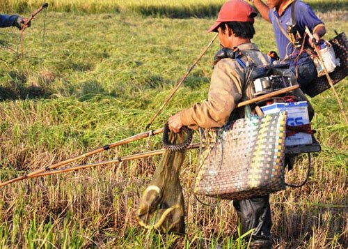 
Với xung điện dày đặc như thế này không con vật nào có thể sống sót.
