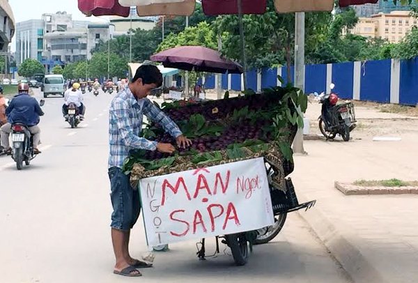 
Mận tím Trung Quốc giả hàng Sapa được bày bán tràn lan trên đường phố Hà Nội
