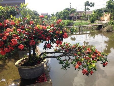 
Một chậu hoa mẫu đơn soi bóng bên bờ sông.
