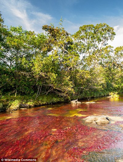 
Mặc dù vậy, để tới được Caño Cristales không phải chuyện dễ. Du khách sẽ phải bay vào La Macarena, sau đó di chuyển đến công viên quốc gia Serrania de la Macarena. Từ đây, du khách sẽ bắt đầu hành trình tới Caño Cristales bằng cách đi bộ hoặc cưỡi ngựa.
