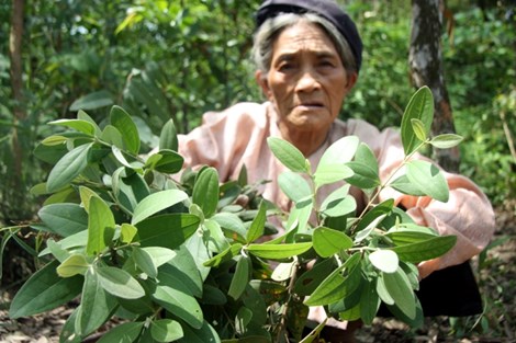 
Theo Cụ Biện để lấy được đất ngói phải đào xuống sâu, lật hết lớp đất màu vàng bên trên mới đến lớp đất ngói này. Trước khi ra về cụ Biện không quên hái vài cành lá sim mang về.
