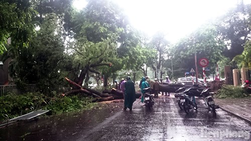 
Cơ quan chức năng tiến hành cắt cây cổ thụ thành từng khúc nhỏ.
