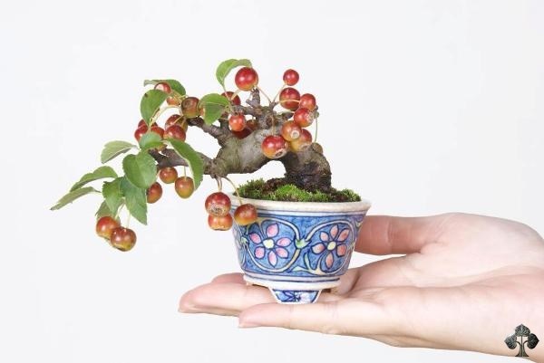 
Bonsai cherri.
