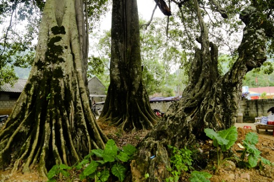 
Cây đa là cây cổ thụ đã gắn bó, quen thuộc với cuộc sống hàng ngày của người dân nơi đây. Cũng vì cây đa gắn liền với đình làng linh thiêng nên mọi người không ai dám xâm phạm đến cây
