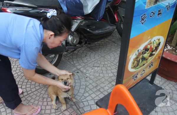 Nhiều người đi ngang qua ghé lại vuốt ve chú chó nhỏ