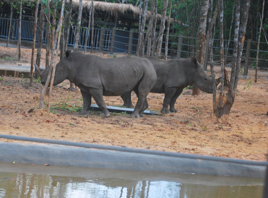 
Có khoảng 100 cá thể tê giác tại Vinpearl Safari Phú Quốc.
