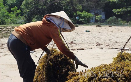 Doi nang ngup lan hai rong mo bien, phoi kho ban 5.000 dong/kg