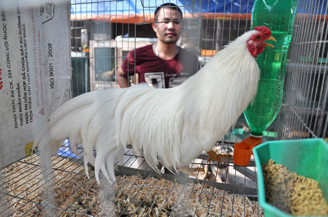 
Một chú gà lông Nhạn trích (6 tháng tuổi) trị giá trên 5 triệu đồng.
